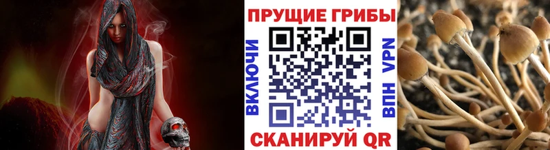 Псилоцибиновые грибы Magic Shrooms  Бабаево 